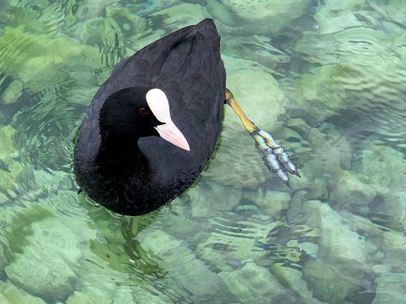 An American coot???????