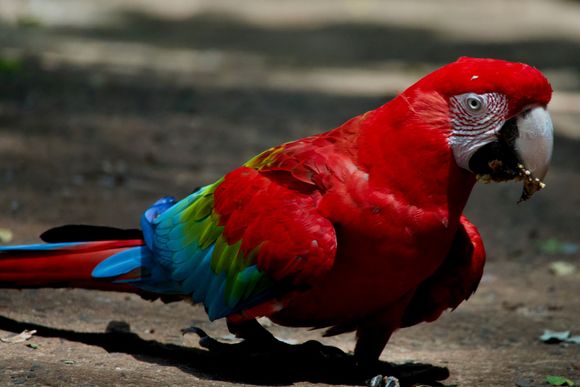 Parrot 
