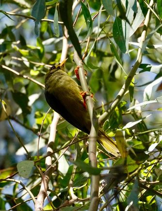 A bellbird in the Royal Botanic Garden.
