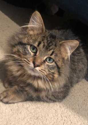 Lenny my new grand kitten 