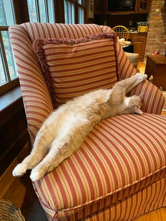 Thomas is not stressed by human Coronavirus.