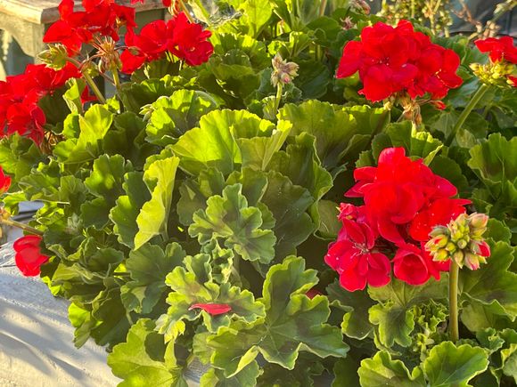 
Geraniums!  

https://www.hgtv.com/outdoors/flowers-and-plants/flowers/geranium-care