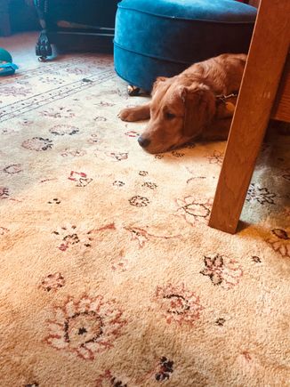 The puppy is so disappointed that we won’t let her catch our in-laws’ cat. She has the cat treed in the Christmas tree in this pic. 