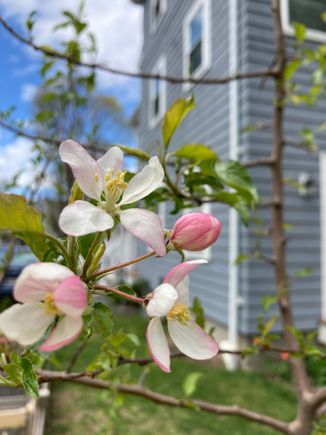 First time blooming from our "grown-from-seed" apple tree
