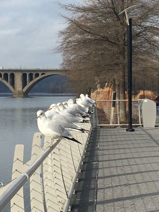 Pigeon parking at Georgetown waterfront park