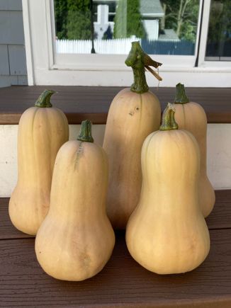 harvested the squash from the volunteer squash plant, and I pulled the whole plant up as i was getting tired of it