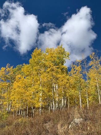 Got lucky with clouds framing this aspen grove..
