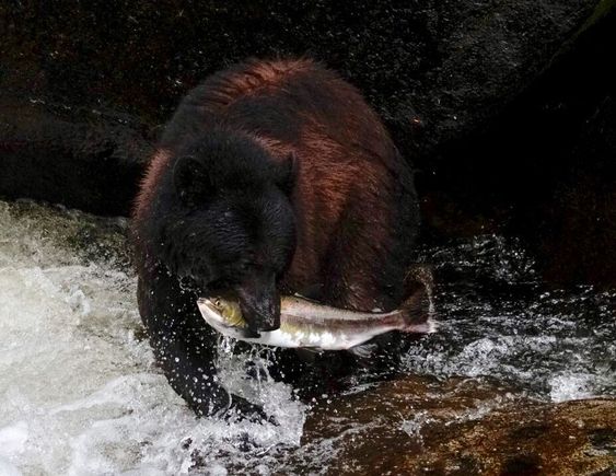 Annan Creek, Alaska