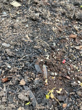 Can you see the little stem remaining in the soil?