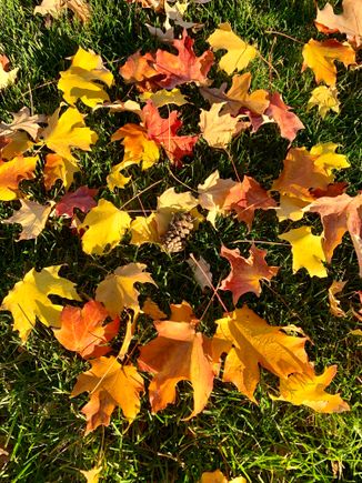 Hated to rake up these beautiful leaves.