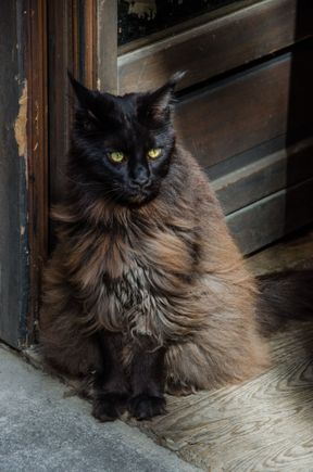 This mysterious cat hopped up behind the wheel of a modern, hi-tech APE while its driver was off on foot completing a pizza delivery. Everyone who passed it there in the middle of r. du Boeuf in old Lyon was greatly amused.