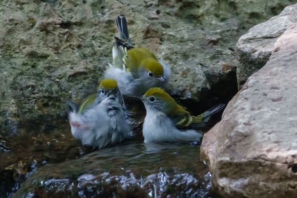 Triplets! Chestnut-sided warbler juveniles taking a bath. They were so cute.