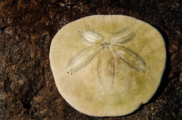 Sand dollars and other shell-life can be found at Big Beach, which is actually fairly small.