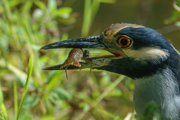 Yellow-crowned Night Herron with lunch!