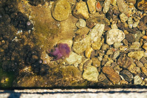 The sea water was crystal clear. We could see several Jellyfishes here.