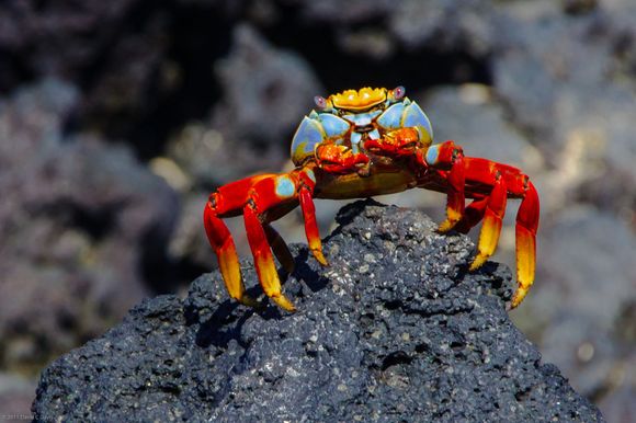 Sally Lightfoot crab