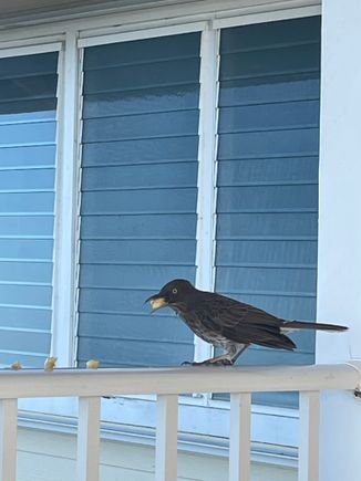 Pearly eyed thrasher