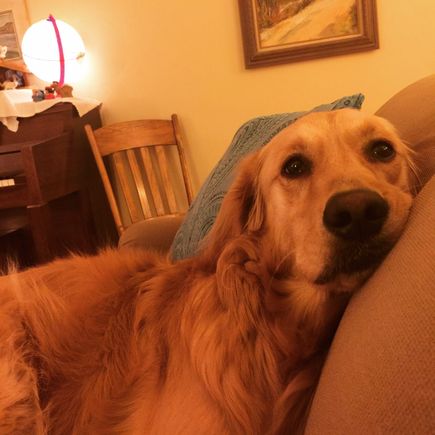 Lily thinks clones are dumb.