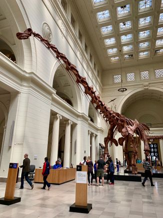 Largest dinosaur unearthed in 2010