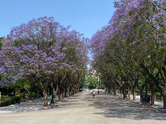 Beautiful flowering trees