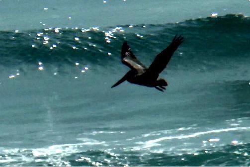 DH took this one of a pelican flying