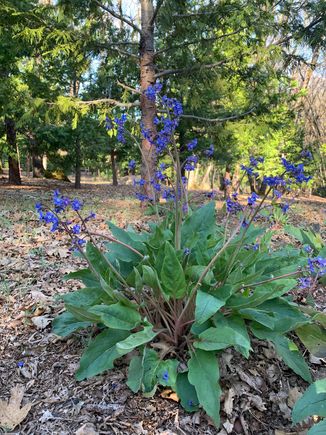 Pacific Hou ds tongue 