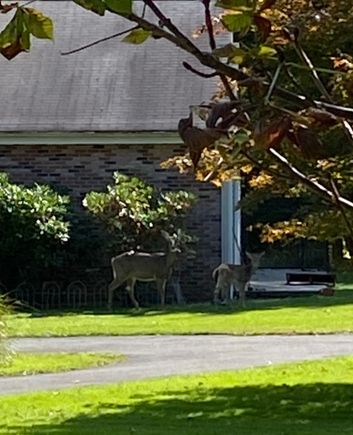 Some munchers on my neighbors lawn today... 