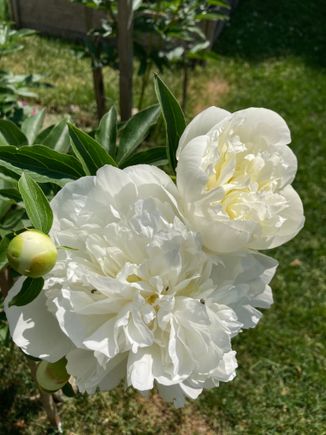 This has the nicest fragrance of all