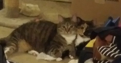 C & Q help me unpack - you will see a crumpled paper under Cacci (left) and behind her at the base of the scratching post. I was tossing to them to play until they got tuckered out, here. 