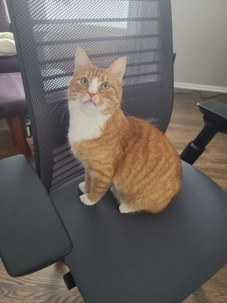 My daughter is still getting used to working from home, alone. So I will get funny pictures of things her “ work colleague “ is doing. Here she got up for a few seconds to find her colleague in her chair. Definitely insolence or maybe defiance in that look. 