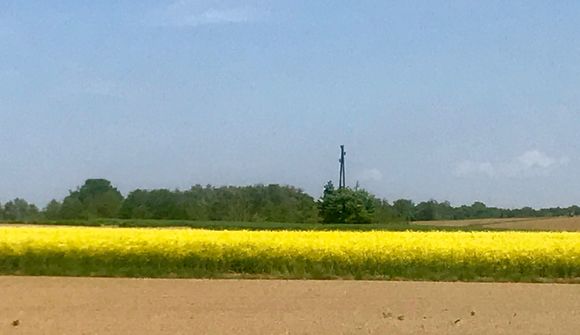 Countryside covered in rapeseed plants