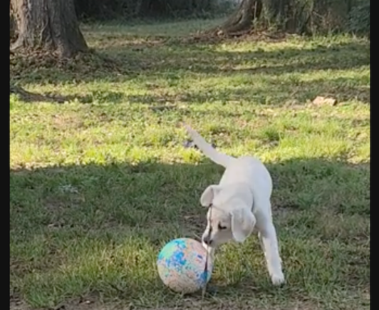 Cora is afraid of this ball.