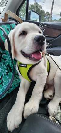 She was all mopey after the shot and was almost asleep in the car, then just sat up and smiled.  She's a happy pup!