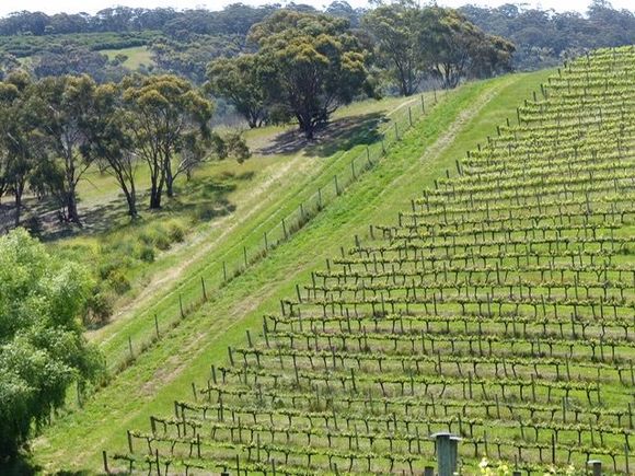 Vineyards near the bush