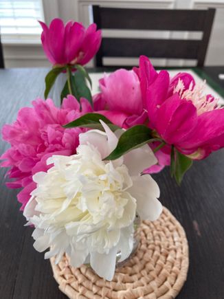 Cut the last of our peonies to bring inside 