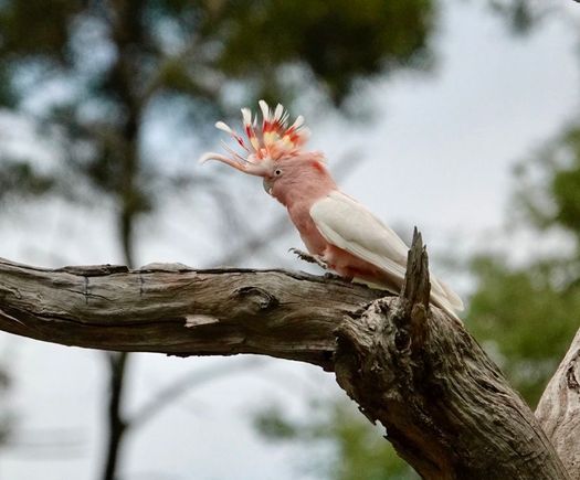 All from the Healesville bird sanctuary not far from CC’s home.