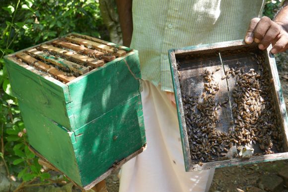 A beekeeper on the estate 