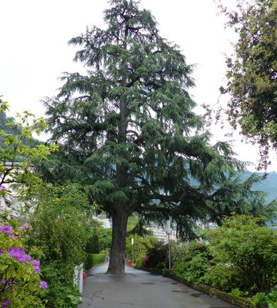 Stunning trees on promenade, Montreux