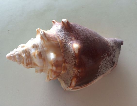 I found this while snorkeling in the water off our beach. It was not inhabited!