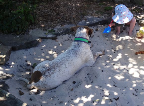 Dog, duckling, toddler in the sandpit 