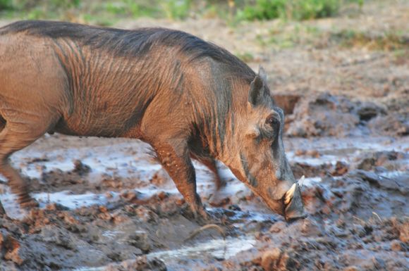 Warty comes to wallow