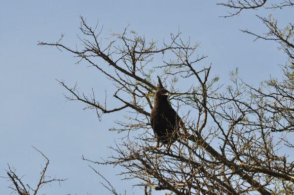Crested Serpent Eagle