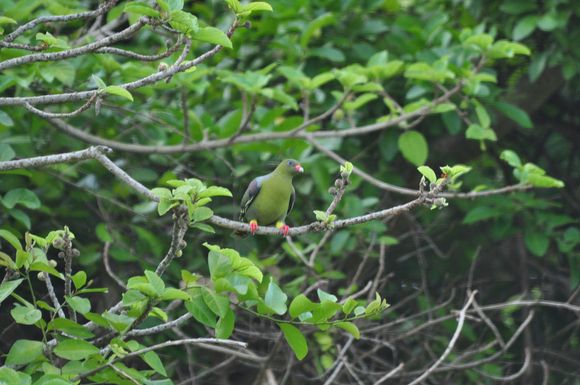 African green pigeon