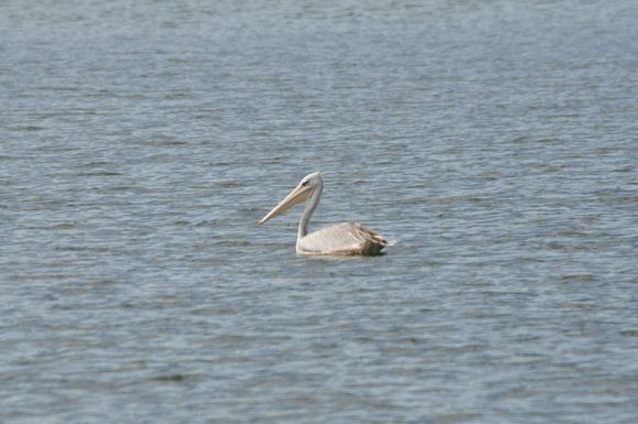 A Pelican