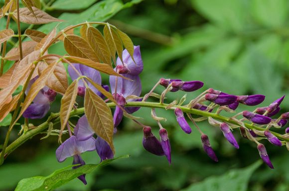 The last of the 2019 wisteria in Conques.