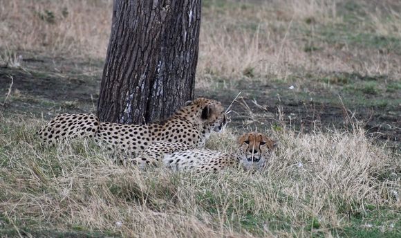 Cheetah brothers resting in the heat of the afternoon.