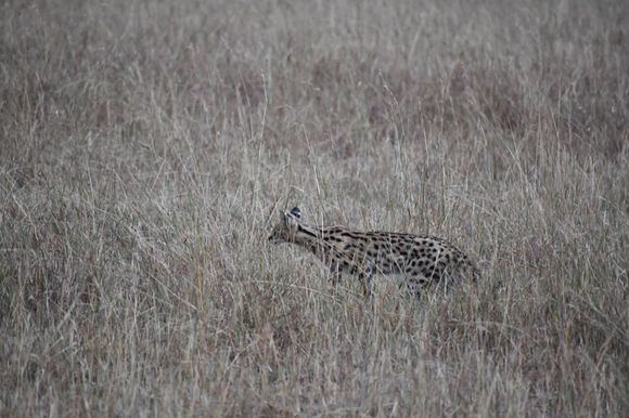 Serval cat traveling in the bush.