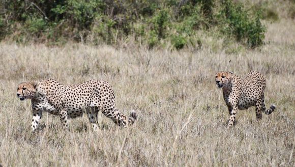 Reappearance of the same 2 cheetahs we saw in the Serengeti