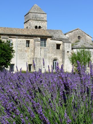 Lavender in bloom at Saint-Paul de Mausole