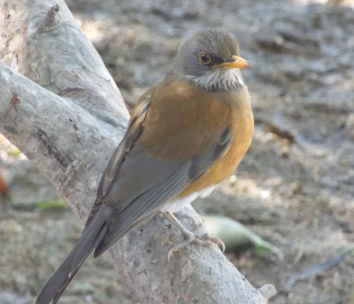 Rufous-backed Robin